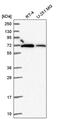 RB Binding Protein 5, Histone Lysine Methyltransferase Complex Subunit antibody, PA5-65540, Invitrogen Antibodies, Western Blot image 