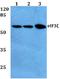 Eukaryotic Translation Initiation Factor 3 Subunit D antibody, A06212-1, Boster Biological Technology, Western Blot image 