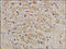 Collagen Type III Alpha 1 Chain antibody, 251200, Abbiotec, Immunohistochemistry paraffin image 