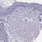 Cadherin 2 antibody, HPA058574, Atlas Antibodies, Immunohistochemistry frozen image 