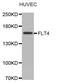 Fms Related Tyrosine Kinase 4 antibody, abx004284, Abbexa, Western Blot image 