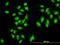 Symplekin antibody, LS-B6171, Lifespan Biosciences, Immunofluorescence image 