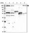 TBC1 Domain Family Member 4 antibody, NBP2-38460, Novus Biologicals, Western Blot image 