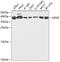 Heparin Binding Growth Factor antibody, GTX54144, GeneTex, Western Blot image 