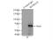 O-phosphoseryl-tRNA(Sec) selenium transferase antibody, 11551-1-AP, Proteintech Group, Immunoprecipitation image 