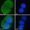 Platelet Derived Growth Factor Subunit B antibody, NBP1-52533, Novus Biologicals, Immunocytochemistry image 