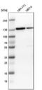 Kinesin Family Member 11 antibody, NBP1-84887, Novus Biologicals, Western Blot image 