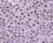 H1 Histone Family Member 0 antibody, NBP2-67752, Novus Biologicals, Immunohistochemistry paraffin image 