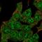 Zinc Finger Imprinted 2 antibody, PA5-67207, Invitrogen Antibodies, Immunofluorescence image 