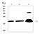 Protein Phosphatase 1 Regulatory Inhibitor Subunit 14A antibody, A05752-1, Boster Biological Technology, Western Blot image 