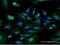 Mannan Binding Lectin Serine Peptidase 1 antibody, H00005648-B01P, Novus Biologicals, Immunofluorescence image 