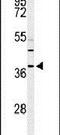 Ribonuclease H2 Subunit B antibody, PA5-24708, Invitrogen Antibodies, Western Blot image 