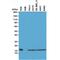 Histone Cluster 1 H2A Family Member E antibody, M16777-4, Boster Biological Technology, Western Blot image 