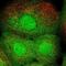 Charged multivesicular body protein 2b antibody, NBP1-84482, Novus Biologicals, Immunofluorescence image 