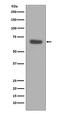 Caspase 10 antibody, M02190, Boster Biological Technology, Western Blot image 