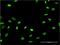 PTPN22 antibody, H00026191-M02, Novus Biologicals, Immunocytochemistry image 