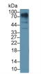 Lumican antibody, LS-C298089, Lifespan Biosciences, Western Blot image 