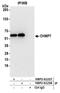 Charged Multivesicular Body Protein 7 antibody, NBP2-61237, Novus Biologicals, Western Blot image 