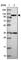 Serine/threonine-protein phosphatase 6 regulatory subunit 1 antibody, HPA043989, Atlas Antibodies, Western Blot image 