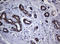 Nibrin antibody, LS-C175638, Lifespan Biosciences, Immunohistochemistry frozen image 