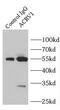 Acrosomal Vesicle Protein 1 antibody, FNab00104, FineTest, Immunoprecipitation image 