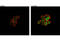Signal Transducer And Activator Of Transcription 4 antibody, 4134S, Cell Signaling Technology, Immunofluorescence image 