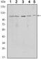 Sirtuin 1 antibody, TA336801, Origene, Western Blot image 