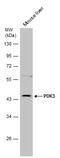 Pyruvate Dehydrogenase Kinase 3 antibody, GTX104286, GeneTex, Western Blot image 