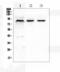 Cullin 2 antibody, A02986-3, Boster Biological Technology, Western Blot image 