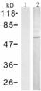 M-phase inducer phosphatase 3 antibody, TA323120, Origene, Western Blot image 