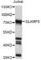 SLAM Family Member 6 antibody, abx126554, Abbexa, Western Blot image 