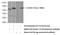 Adenylate Kinase 8 antibody, 21036-1-AP, Proteintech Group, Western Blot image 