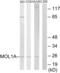 MOB Kinase Activator 1B antibody, GTX87003, GeneTex, Western Blot image 