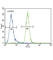 Ectonucleotide Pyrophosphatase/Phosphodiesterase 2 antibody, abx031747, Abbexa, Western Blot image 