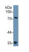 Zyxin antibody, LS-C304651, Lifespan Biosciences, Western Blot image 