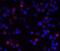 Inhibitor Of Nuclear Factor Kappa B Kinase Regulatory Subunit Gamma antibody, 2335, QED Bioscience, Immunofluorescence image 