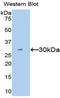 Hepatocyte Growth Factor antibody, LS-C301642, Lifespan Biosciences, Western Blot image 