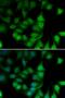 RNA Polymerase II Subunit H antibody, PA5-77072, Invitrogen Antibodies, Immunofluorescence image 