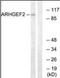 Rho guanine nucleotide exchange factor 2 antibody, orb178764, Biorbyt, Western Blot image 
