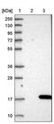 Pleckstrin Homology Like Domain Family A Member 3 antibody, PA5-55663, Invitrogen Antibodies, Western Blot image 