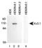 Potassium Voltage-Gated Channel Subfamily C Member 1 antibody, PA5-23012, Invitrogen Antibodies, Western Blot image 