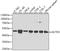 Actin Related Protein 3 antibody, STJ22503, St John