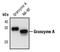 Granzyme A antibody, PA5-17440, Invitrogen Antibodies, Western Blot image 