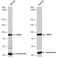 Ribosomal Protein S6 Kinase A3 antibody, NBP2-20236, Novus Biologicals, Western Blot image 