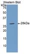 Lipopolysaccharide Binding Protein antibody, LS-C295180, Lifespan Biosciences, Western Blot image 