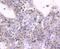 Hepatocyte Nuclear Factor 4 Alpha antibody, NBP2-67679, Novus Biologicals, Immunohistochemistry paraffin image 