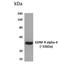 GFRA4 antibody, NBP2-12414, Novus Biologicals, Western Blot image 