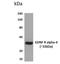 GDNF Family Receptor Alpha 4 antibody, NBP2-12414, Novus Biologicals, Western Blot image 