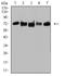 Tripartite Motif Containing 25 antibody, NBP2-61814, Novus Biologicals, Western Blot image 