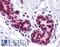 Forkhead Box O3 antibody, LS-B5284, Lifespan Biosciences, Immunohistochemistry paraffin image 